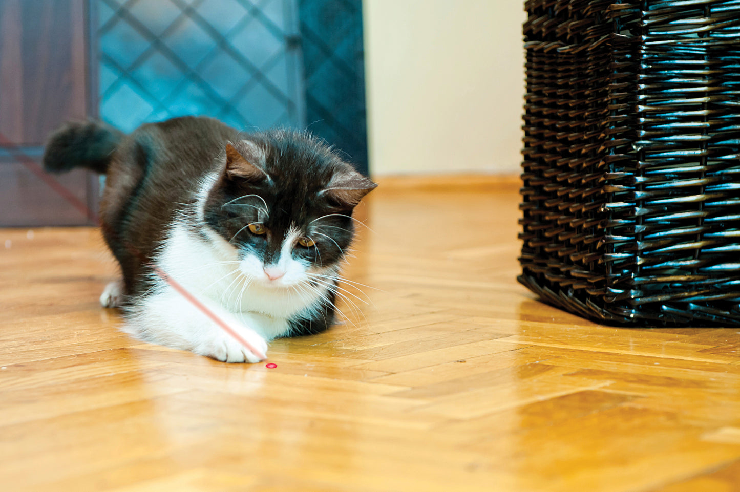 Kong Laser Pointer Toy