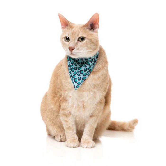 Fuzzyard Cat fashion pack- Wild one- Aqua