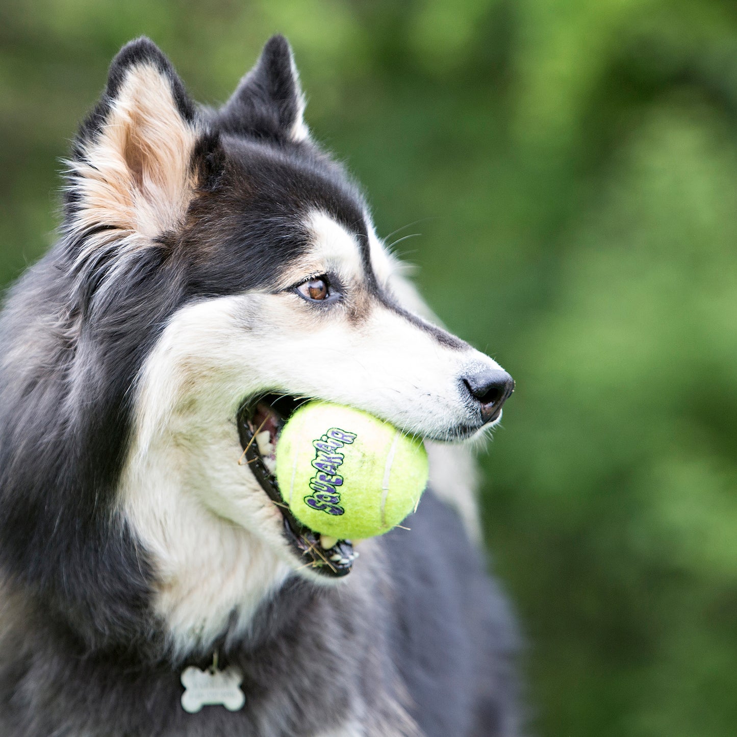 Kong Ball air with rope