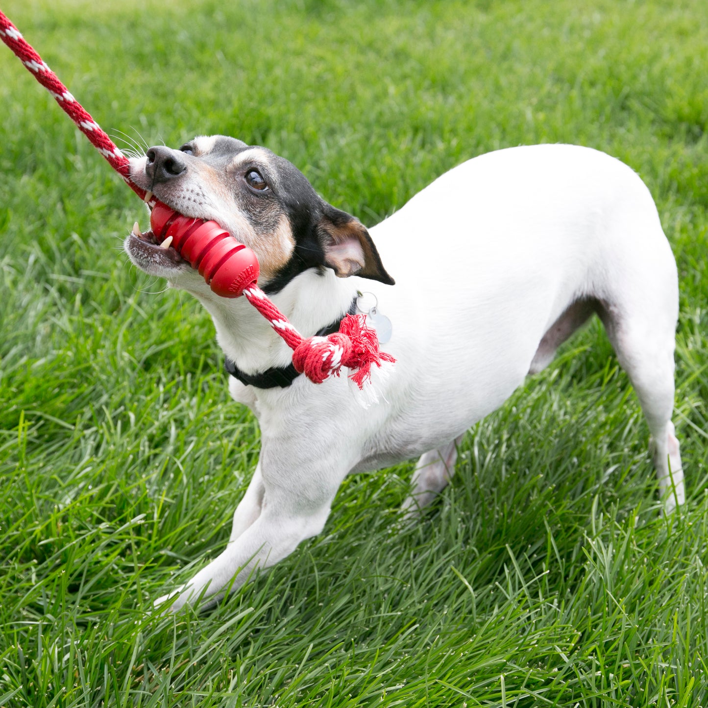 Kong Dental with rope